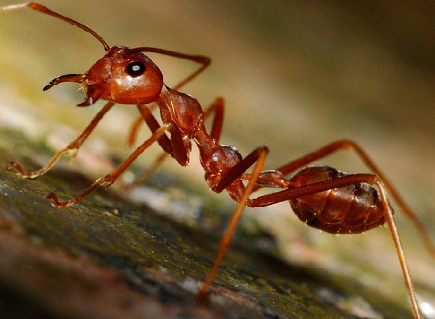 http://www.kartinki24.ru/uploads/gallery/main/313/kartinki24_insects_ants_0048.jpg