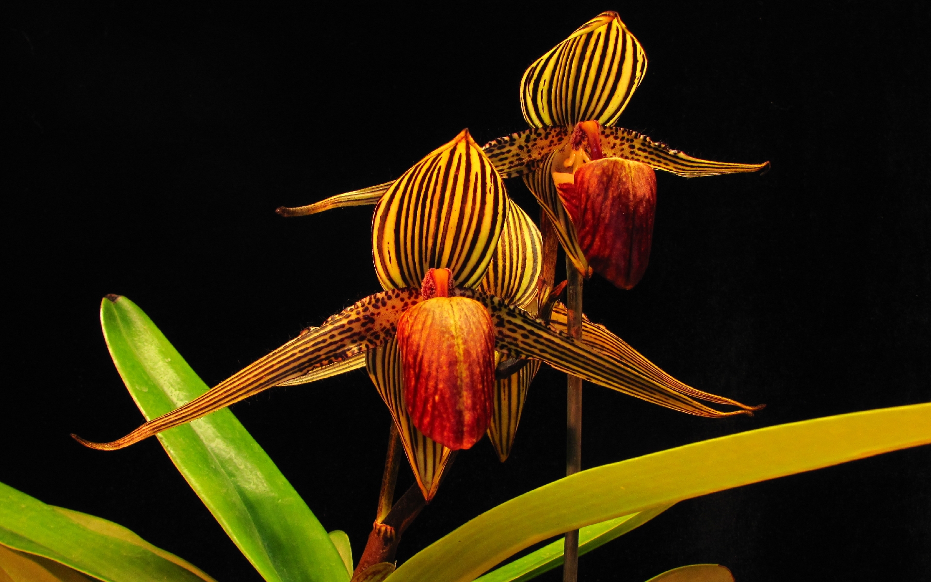 Малазийская Золотая Орхидея