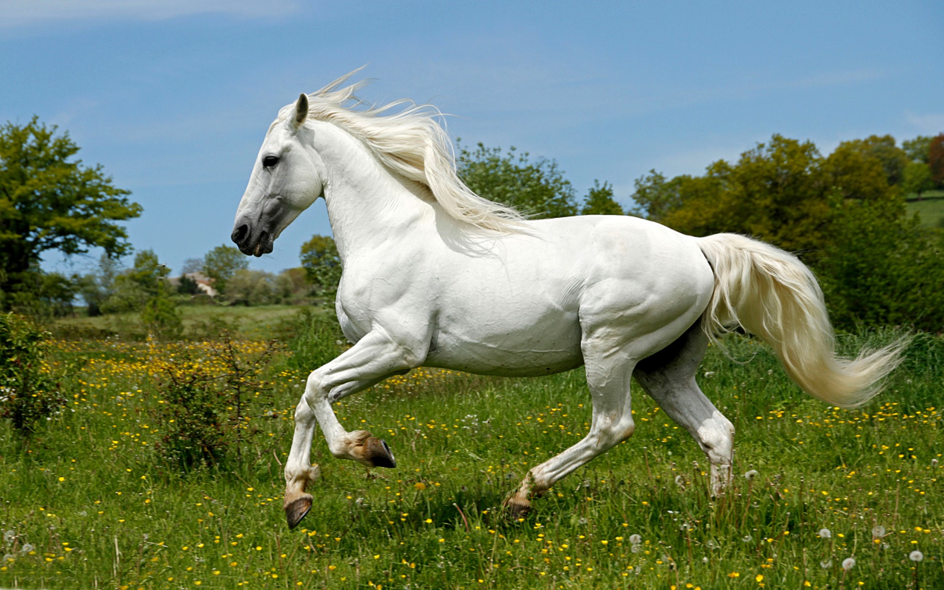 Лошадь чисто белая Андалузская