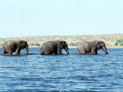 Картинки с африканскими слонами (8 картинок)