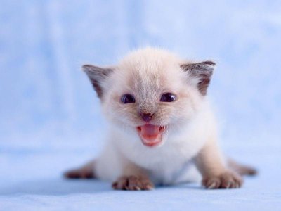 Картинки с забавными котятами (8 картинок)