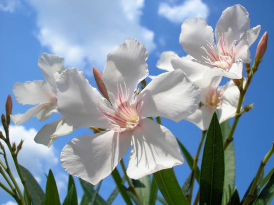 kartinki24_flowers_0120.jpg