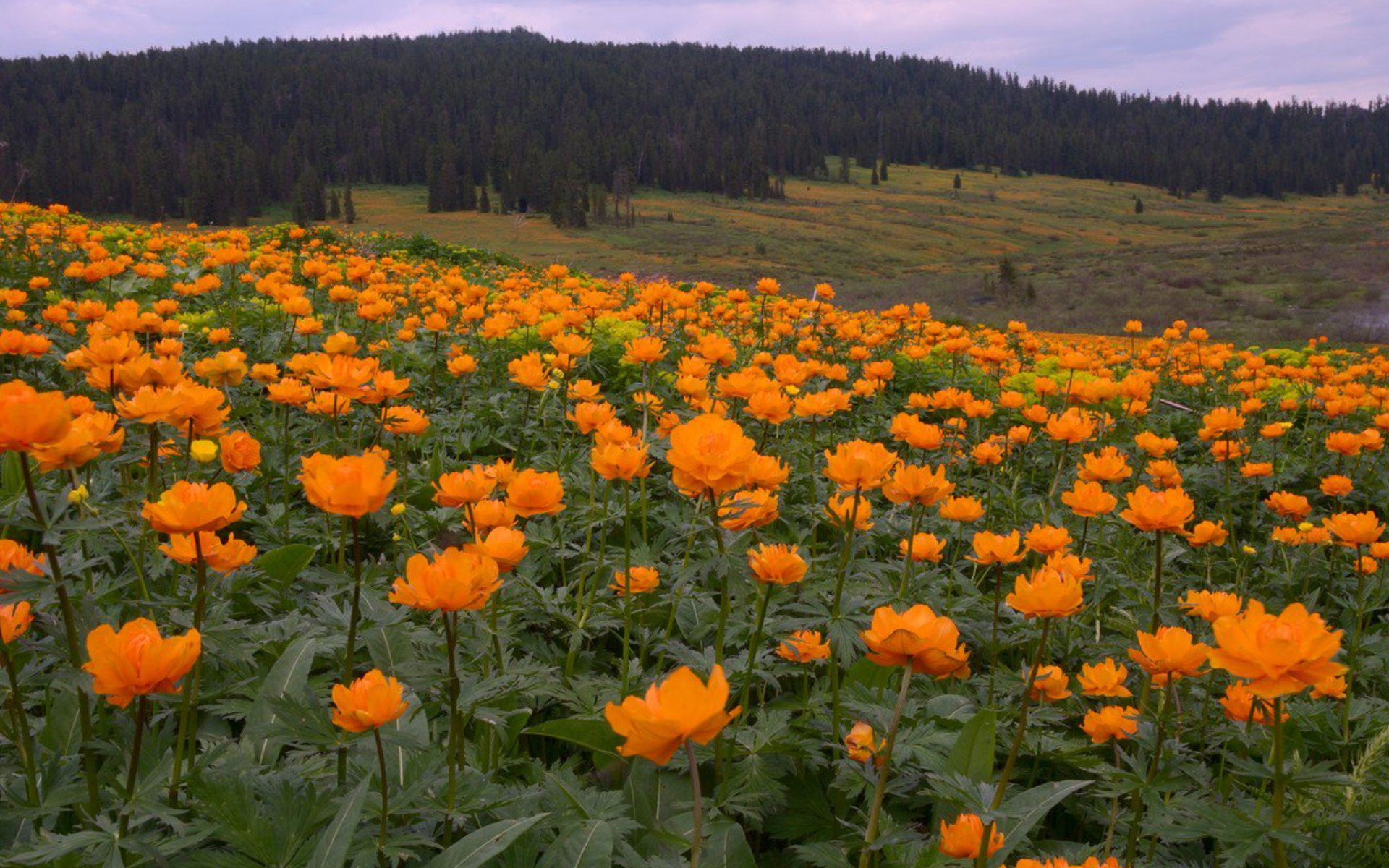 Жарки фото. Купальница Алтайская огоньки жарки. Купальница цветы (огоньки,жарки). Купальница азиатская огоньки. Купальница Алтай цветок.