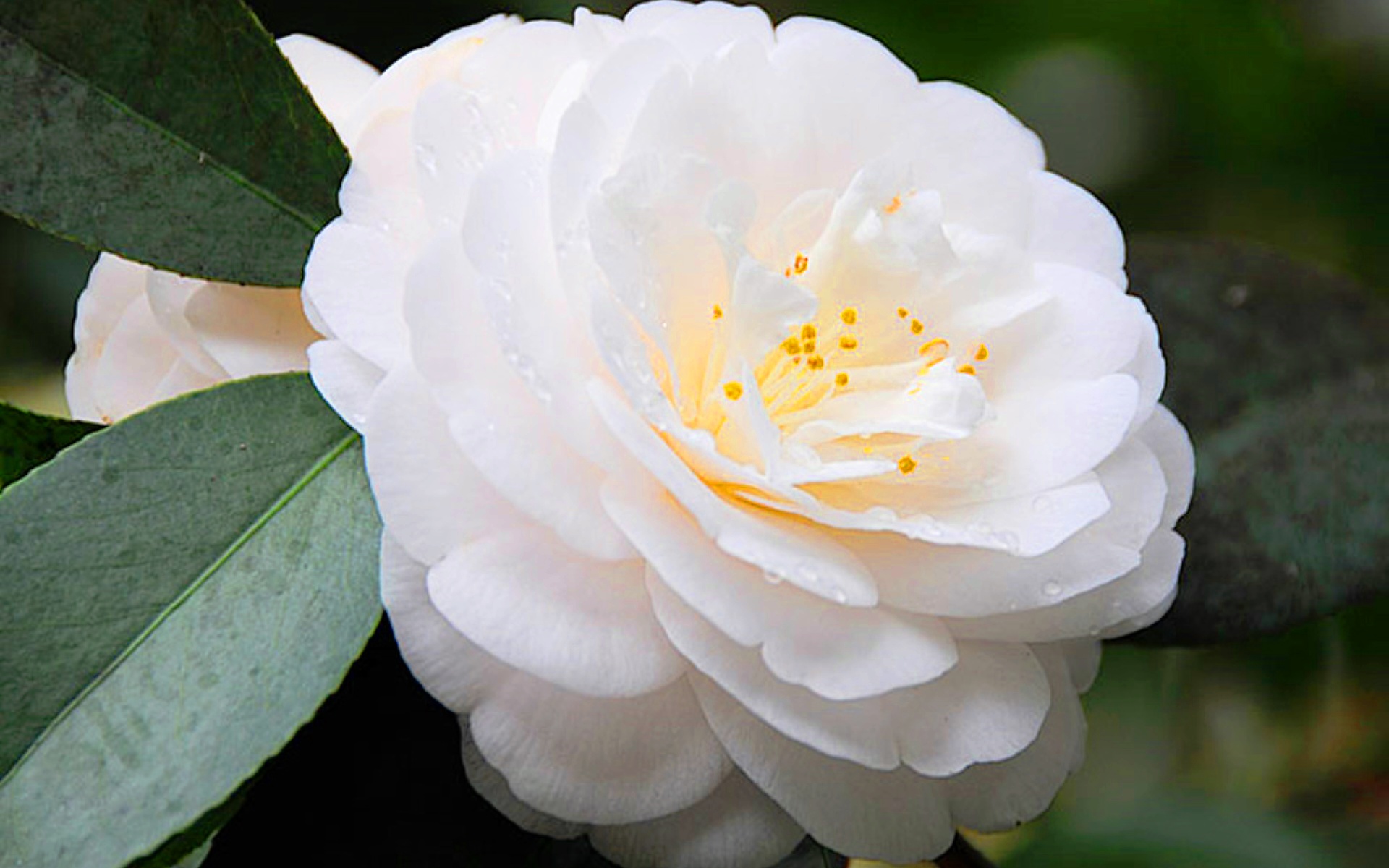 Камелия. Камелия белая цветок. Камелия японская Уайт. Роза Камелия белая. Камелия японская белая.