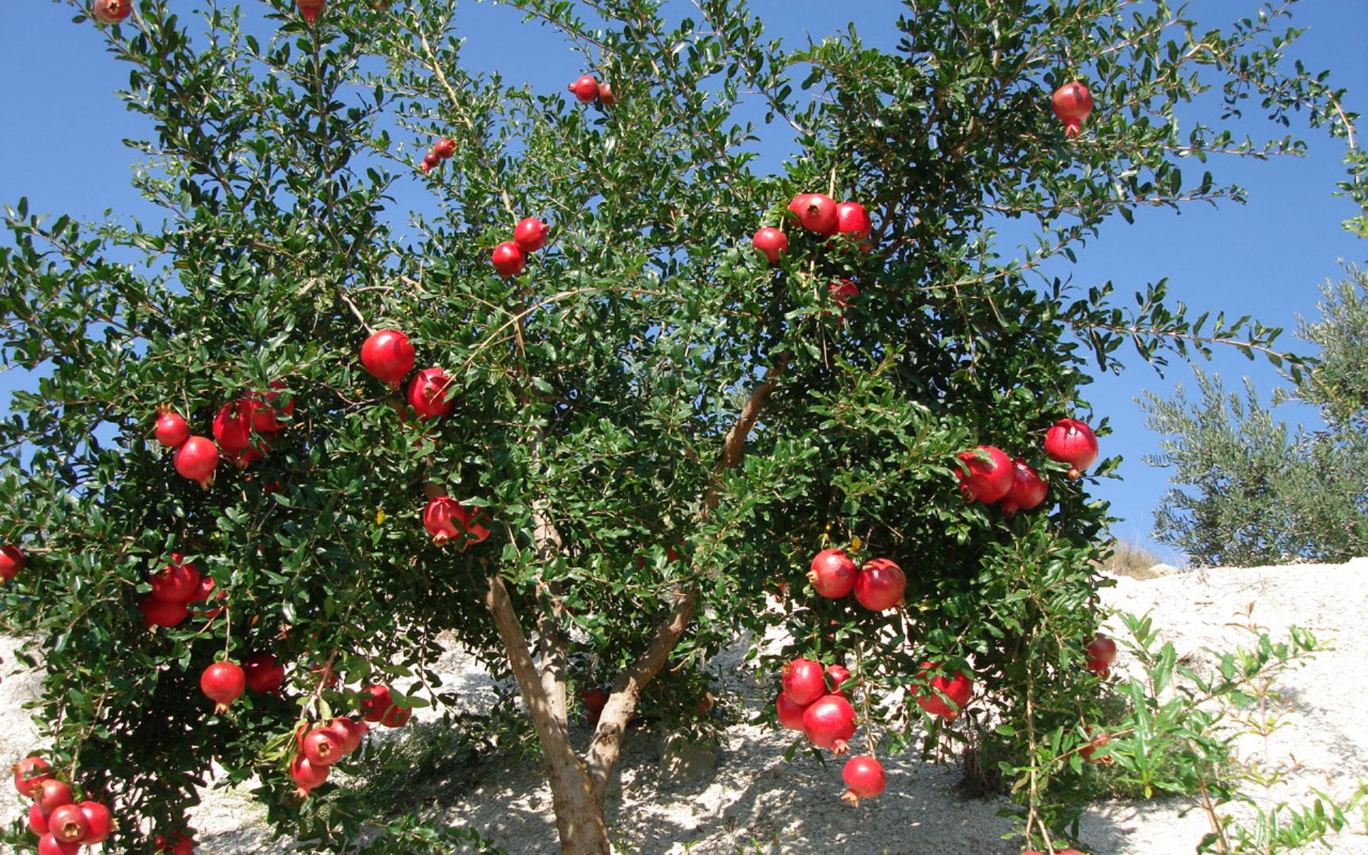 Гранатовое дерево в др. Греции описание и фотографиями